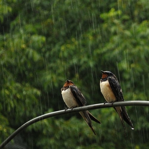 图片[1]-大自然雨声助眠-白噪音频道 / 其他ASMR-秀房