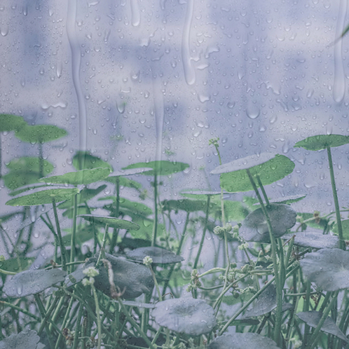 图片[1]-下雨天|雨中漫步|踩水|雷鸣-白噪音频道 / 其他ASMR-秀房