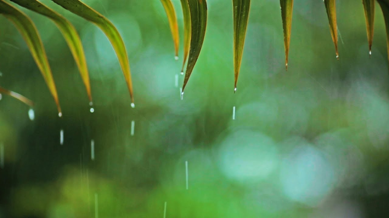 图片[1]-You & Me • 放松的钢琴乐和轻柔的雨声来帮助睡眠和学习-白噪音频道 / 其他ASMR-秀房
